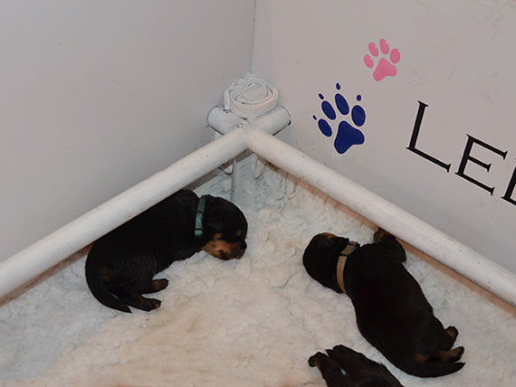 puppy's J-nest week 1